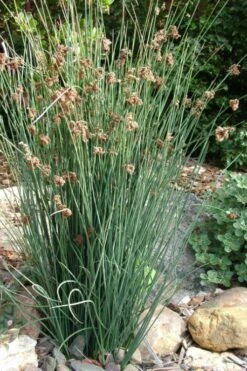 Elk's Blue California Gray Rush (Juncus Patens) - 1 Gallon Pot -SHRUBS and BUSHES Shop juncus patens elk blue california rush 9