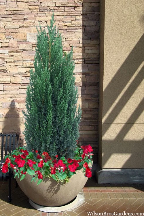 Blue Point Juniper - 3 Gallon Pot 6 Blue Point Juniper - 3 Gallon Pot - Image 4