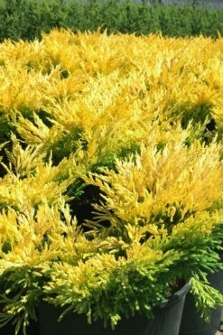 Limeglow Golden Andorra Compact Juniper - 6 Pack Of 1 Gallon Pots -SHRUBS and BUSHES Shop juniper horizontalis lime glow 22