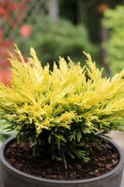 Limeglow Golden Andorra Compact Juniper - 6 Pack Of 1 Gallon Pots -SHRUBS and BUSHES Shop juniper horizontalis lime glow 23