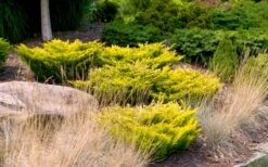 Limeglow Golden Andorra Compact Juniper - 6 Pack Of 1 Gallon Pots -SHRUBS and BUSHES Shop juniper horizontalis lime glow 24