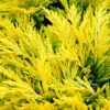 Limeglow Golden Andorra Compact Juniper - 6 Pack Of 1 Gallon Pots -SHRUBS and BUSHES Shop juniper horizontalis lime glow 26