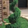 Blue Point Juniper Spiral Topiary - 7 Gallon Pot -SHRUBS and BUSHES Shop juniperus blue point juniper spiral topiary 101