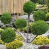 Sea Green Juniper Pom Pom Topiary - 3 Gallon Pot -SHRUBS and BUSHES Shop juniperus chinensis sea green pom pom topiary 2