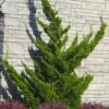 Hollywood Torulosa Juniper - 1 Gallon Pot -SHRUBS and BUSHES Shop juniperus chinensis torulosa hollywood 100 1