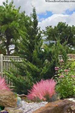 Hollywood Torulosa Juniper - 1 Gallon Pot -SHRUBS and BUSHES Shop juniperus chinensis torulosa hollywood 101 1