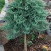 Blue Chip Juniper Tree Form Topiary - 3 Gallon Pot 1 Blue Chip Juniper Tree Form Topiary - 3 Gallon Pot -SHRUBS and BUSHES Shop juniperus horizontalis blue chip juniper topiary tree 1