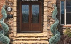 Moonglow Juniper Spiral Topiary - 5 Gallon Pot 9 Moonglow Juniper Spiral Topiary - 5 Gallon Pot -SHRUBS and BUSHES Shop juniperus scopulorum moonglow juniper spiral topiary 6