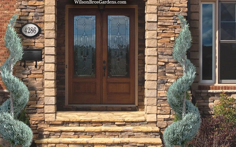 Moonglow Juniper Spiral Topiary - 5 Gallon Pot 6 Moonglow Juniper Spiral Topiary - 5 Gallon Pot - Image 4