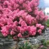 Sioux Pink Crape Myrtle Tree (Single Trunk) - 5 Gallon Pot 1 Sioux Pink Crape Myrtle Tree (Single Trunk) - 5 Gallon Pot -SHRUBS and BUSHES Shop lagerstroemia indica sioux crape myrtle standard single trunk 1