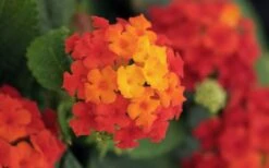 Little Lucky Red Lantana - 6 Inch Pot -SHRUBS and BUSHES Shop lantana Little Lucky Red Flower Closeup