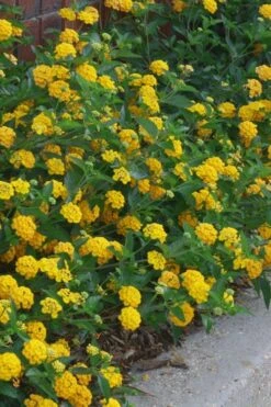 New Gold Hardy Lantana - 5 Pack Of Pint Pots 11 New Gold Hardy Lantana - 5 Pack Of Pint Pots -SHRUBS and BUSHES Shop lantana new gold 10