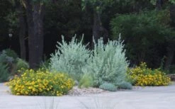 New Gold Hardy Lantana - 5 Pack Of Pint Pots 12 New Gold Hardy Lantana - 5 Pack Of Pint Pots -SHRUBS and BUSHES Shop lantana new gold 11