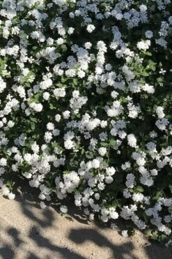 Trailing White Lantana - 5 Pack Of Pint Pots -SHRUBS and BUSHES Shop lantana trailing white 10