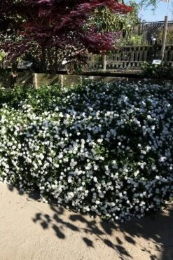 Trailing White Lantana - 5 Pack Of Pint Pots -SHRUBS and BUSHES Shop lantana trailing white 11