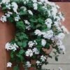 Trailing White Lantana - 5 Pack Of Pint Pots -SHRUBS and BUSHES Shop lantana trailing white 13