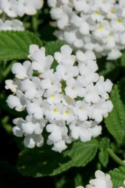 Trailing White Lantana - 5 Pack Of Pint Pots -SHRUBS and BUSHES Shop lantana trailing white 7