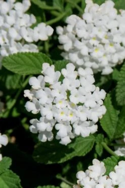 Trailing White Lantana - 5 Pack Of Pint Pots -SHRUBS and BUSHES Shop lantana trailing white 8