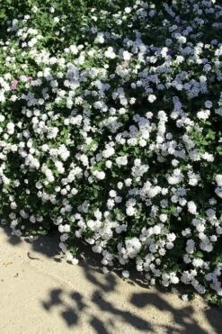 Trailing White Lantana - 5 Pack Of Pint Pots -SHRUBS and BUSHES Shop lantana trailing white 9