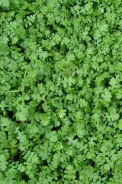 Miniature Brass Buttons Fairy Fern (Leptinella Gruveri) - 6 Pack Of Pint Pots -SHRUBS and BUSHES Shop leptinella gruveri miniature brass buttons fairy fern 3