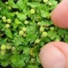 Miniature Brass Buttons Fairy Fern (Leptinella Gruveri) - 6 Pack Of Pint Pots -SHRUBS and BUSHES Shop leptinella gruveri miniature brass buttons fairy fern 4