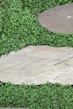 Miniature Brass Buttons Fairy Fern (Leptinella Gruveri) - 6 Pack Of Pint Pots -SHRUBS and BUSHES Shop leptinella gruveri miniature brass buttons fairy fern 6