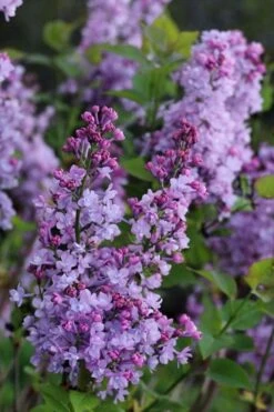 Scentara Double Blue Lilac - 3 Gallon Pot -SHRUBS and BUSHES Shop lilac scentara double blue 1