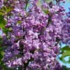 Scentara Double Blue Lilac - 3 Gallon Pot -SHRUBS and BUSHES Shop lilac scentara double blue 2