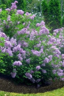 Scentara Double Blue Lilac - 3 Gallon Pot -SHRUBS and BUSHES Shop lilac scentara double blue 4
