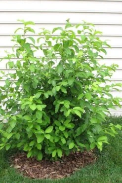Spicebush (Lindera Benzoin) - 1 Gallon Pot 23 Spicebush (Lindera Benzoin) - 1 Gallon Pot -SHRUBS and BUSHES Shop lindera benzoin yellow spicebush 11 1