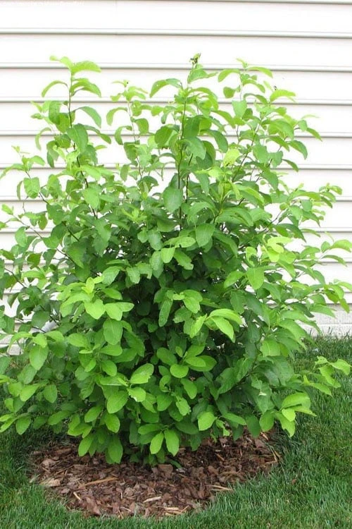 Spicebush (Lindera Benzoin) - 1 Gallon Pot 12 Spicebush (Lindera Benzoin) - 1 Gallon Pot - Image 10