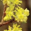 Spicebush (Lindera Benzoin) - 1 Gallon Pot -SHRUBS and BUSHES Shop lindera benzoin yellow spicebush 2 1
