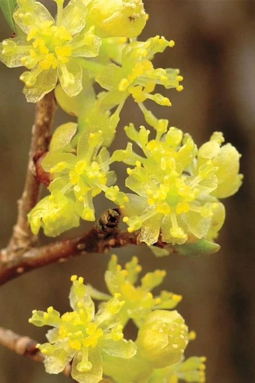 Spicebush (Lindera Benzoin) - 1 Gallon Pot 3 Spicebush (Lindera Benzoin) - 1 Gallon Pot