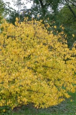 Spicebush (Lindera Benzoin) - 2.5 Gallon Pot -SHRUBS and BUSHES Shop lindera benzoin yellow spicebush 21