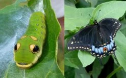 Spicebush (Lindera Benzoin) - 2.5 Gallon Pot -SHRUBS and BUSHES Shop lindera benzoin yellow spicebush 23