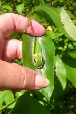 Spicebush (Lindera Benzoin) - 1 Gallon Pot 22 Spicebush (Lindera Benzoin) - 1 Gallon Pot -SHRUBS and BUSHES Shop lindera benzoin yellow spicebush 7 1