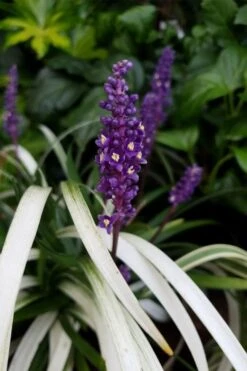 Okina Liriope (Frosted Monkey Grass) - 1 Gallon Pot -SHRUBS and BUSHES Shop liriope muscari okina lilyturf 4