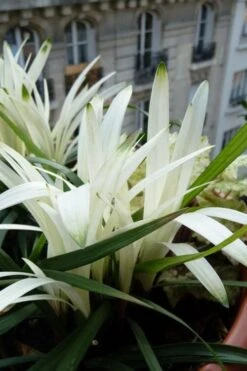 Okina Liriope (Frosted Monkey Grass) - 1 Gallon Pot -SHRUBS and BUSHES Shop liriope muscari okina lilyturf 5