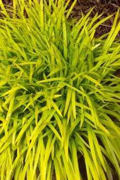 Gold Ingot Liriope (Golden Lilyturf) - 6 Pack Of 1 Gallon Pots -SHRUBS and BUSHES Shop liriope muscari peedee ingot golden lilyturf 11