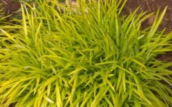Gold Ingot Liriope (Golden Lilyturf) - 6 Pack Of 1 Gallon Pots -SHRUBS and BUSHES Shop liriope muscari peedee ingot golden lilyturf 3