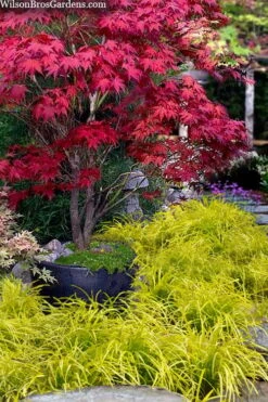 Gold Ingot Liriope (Golden Lilyturf) - 1 Gallon Pot -SHRUBS and BUSHES Shop liriope muscari peedee ingot golden lilyturf 5