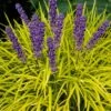 Gold Ingot Liriope (Golden Lilyturf) - 1 Gallon Pot -SHRUBS and BUSHES Shop liriope muscari peedee ingot golden lilyturf 6
