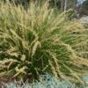 Katrinus Deluxe Lomandra - 1 Gallon Pot 2 Katrinus Deluxe Lomandra - 1 Gallon Pot -SHRUBS and BUSHES Shop lomandra longifolia katrinus deluxe 1