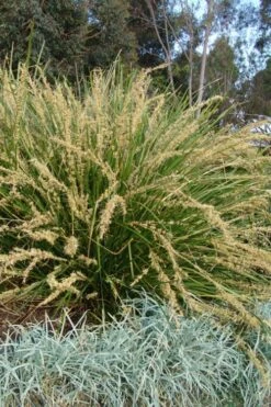Katrinus Deluxe Lomandra - 1 Gallon Pot