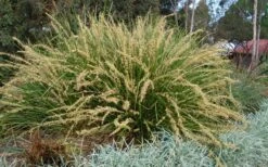 Katrinus Deluxe Lomandra - 1 Gallon Pot -SHRUBS and BUSHES Shop lomandra longifolia katrinus deluxe 2