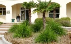 Katrinus Deluxe Lomandra - 1 Gallon Pot -SHRUBS and BUSHES Shop lomandra longifolia katrinus deluxe 3