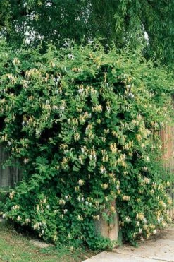 Hall's Hardy Honeysuckle Vine (Lonicera Japonica 'Halliana') - 2 Gallon Pot -SHRUBS and BUSHES Shop lonicera japonica halliana halls hardy honeysuckle 2