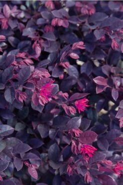 Purple Daydream Dwarf Loropetalum - 3 Gallon Pot -SHRUBS and BUSHES Shop loropetalum purple daydream 21 1