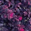 Purple Daydream Dwarf Loropetalum - 1 Gallon Pot -SHRUBS and BUSHES Shop loropetalum purple daydream 21