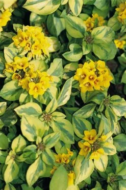 Waikiki Sunset Lysimachia - 5 Pack Of Quart Pots -SHRUBS and BUSHES Shop lysimachia